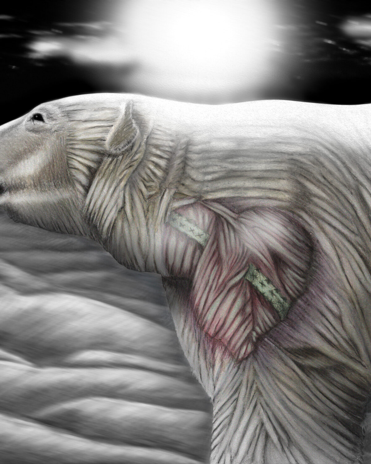 2017-01-Ours_coeur_brise_Donaconna